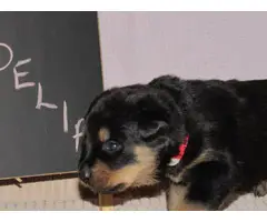 4 males and 4 females Rottweiler puppies for sale - 17