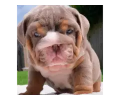British Bulldogs Puppys Top Quality Lilac's Blue's - 3