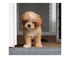 white/tan cava tzu puppy for sale