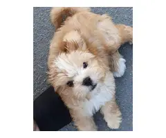 white/tan cava tzu puppy for sale - 4