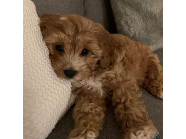 Male F2 Cavapoo Puppy For Sale In Albany Georgia Puppies For Sale Near Me