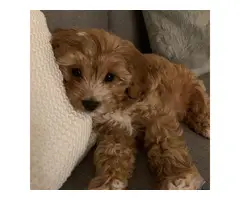 Male f2 cavapoo puppy for sale