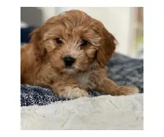 Male f2 cavapoo puppy for sale - 2