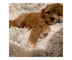 Male f2 cavapoo puppy for sale - 3