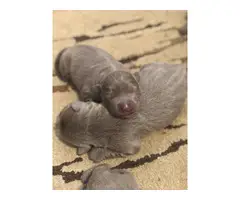 10 silver lab puppies for rehoming - 1