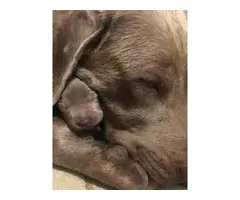 10 silver lab puppies for rehoming - 3