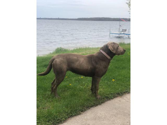 10 silver lab puppies for rehoming in Willmar, Minnesota - Puppies for Sale Near Me