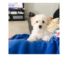 Beautifull Maltese male and female Puppy Kc Registered - 4