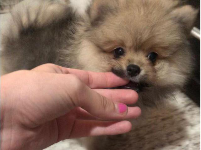 2 lovely Pomeranian puppies for sale in Long Beach, New
