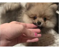 2 lovely Pomeranian puppies for sale