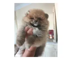 2 lovely Pomeranian puppies for sale - 3