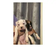 2 males and 2 females Boxer Puppies