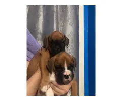 2 males and 2 females Boxer Puppies - 2