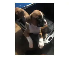 2 males and 2 females Boxer Puppies - 4