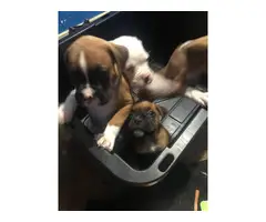 2 males and 2 females Boxer Puppies - 5
