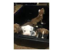 2 males and 2 females Boxer Puppies - 6
