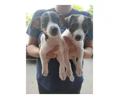2 toy rat terrier pups ready for their good home - 1