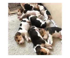 Beagle puppies available and ready for rehoming - 1