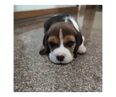 Beagle puppies available and ready for rehoming - 2