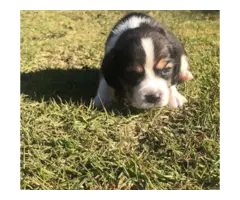 Beagle puppies available and ready for rehoming - 3