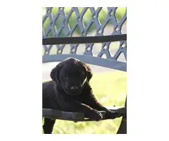8 females and 3 males lab puppies for sale - 1