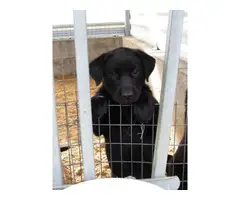 8 females and 3 males lab puppies for sale - 2