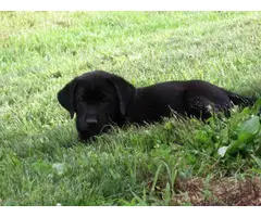 8 females and 3 males lab puppies for sale - 3