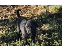 8 females and 3 males lab puppies for sale - 5