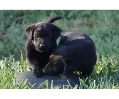 8 females and 3 males lab puppies for sale - 7