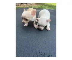7 weeks old male and female chihuahua puppies - 4