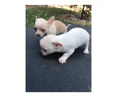 7 weeks old male and female chihuahua puppies - 5