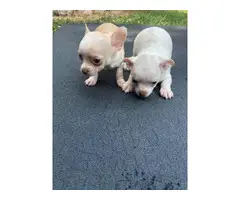 7 weeks old male and female chihuahua puppies - 6