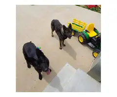 AKC Sable and solid black German Shepherd Puppies - 1