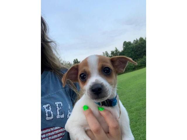 Fullbred chihuahua puppies up for sale Memphis Puppies