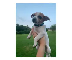 Full-bred chihuahua puppies up for sale - 2