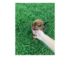 Full-bred chihuahua puppies up for sale - 4