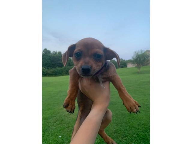 Full-bred chihuahua puppies up for sale in Memphis, Tennessee - Puppies for Sale Near Me