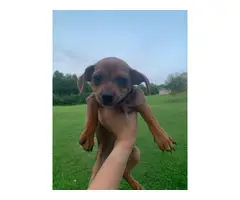 Full-bred chihuahua puppies up for sale - 5