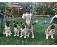 3 months old Beautiful Female Akita puppies for sale