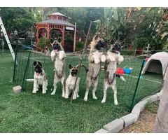 3 months old Beautiful Female Akita puppies for sale