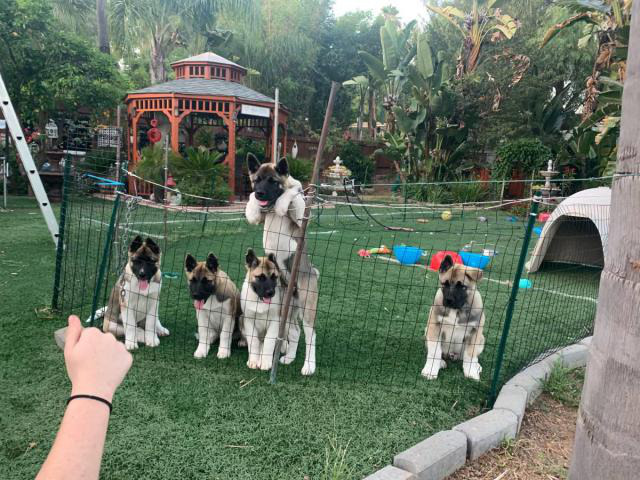 3 months old Beautiful Female Akita puppies for sale San Diego