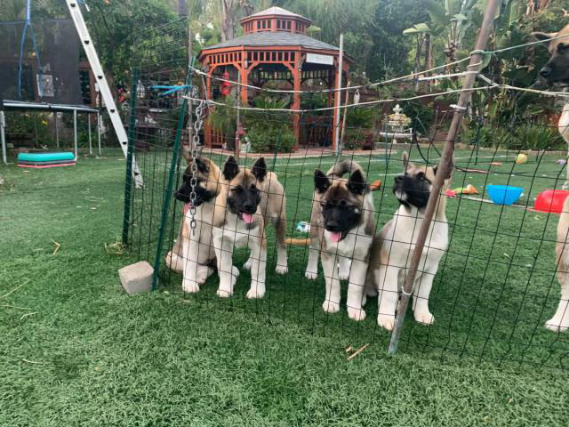 3 months old Beautiful Female Akita puppies for sale in