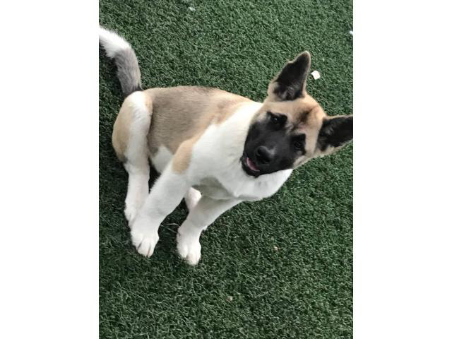 3 months old Beautiful Female Akita puppies for sale San Diego