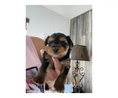 2 girls and 1 boy Yorkshire Terrier Puppies