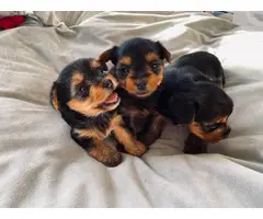 2 girls and 1 boy Yorkshire Terrier Puppies - 2