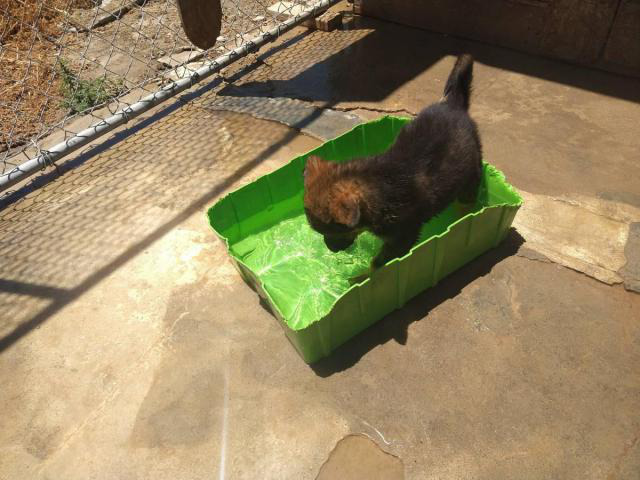 2 females Sable German Shepherd puppies available in ...