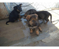 2 females Sable German Shepherd puppies available in Merced, California - Puppies for Sale Near Me