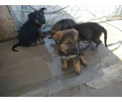 2 females Sable German Shepherd puppies available - 2