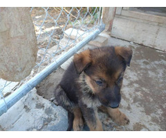 2 females Sable German Shepherd puppies available in ...