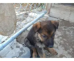 2 females Sable German Shepherd puppies available - 3